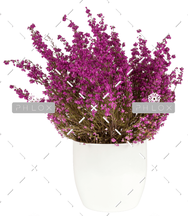 demo-attachment-152-purple-heather-in-the-white-pot-P43SKSJ-e1585206384768